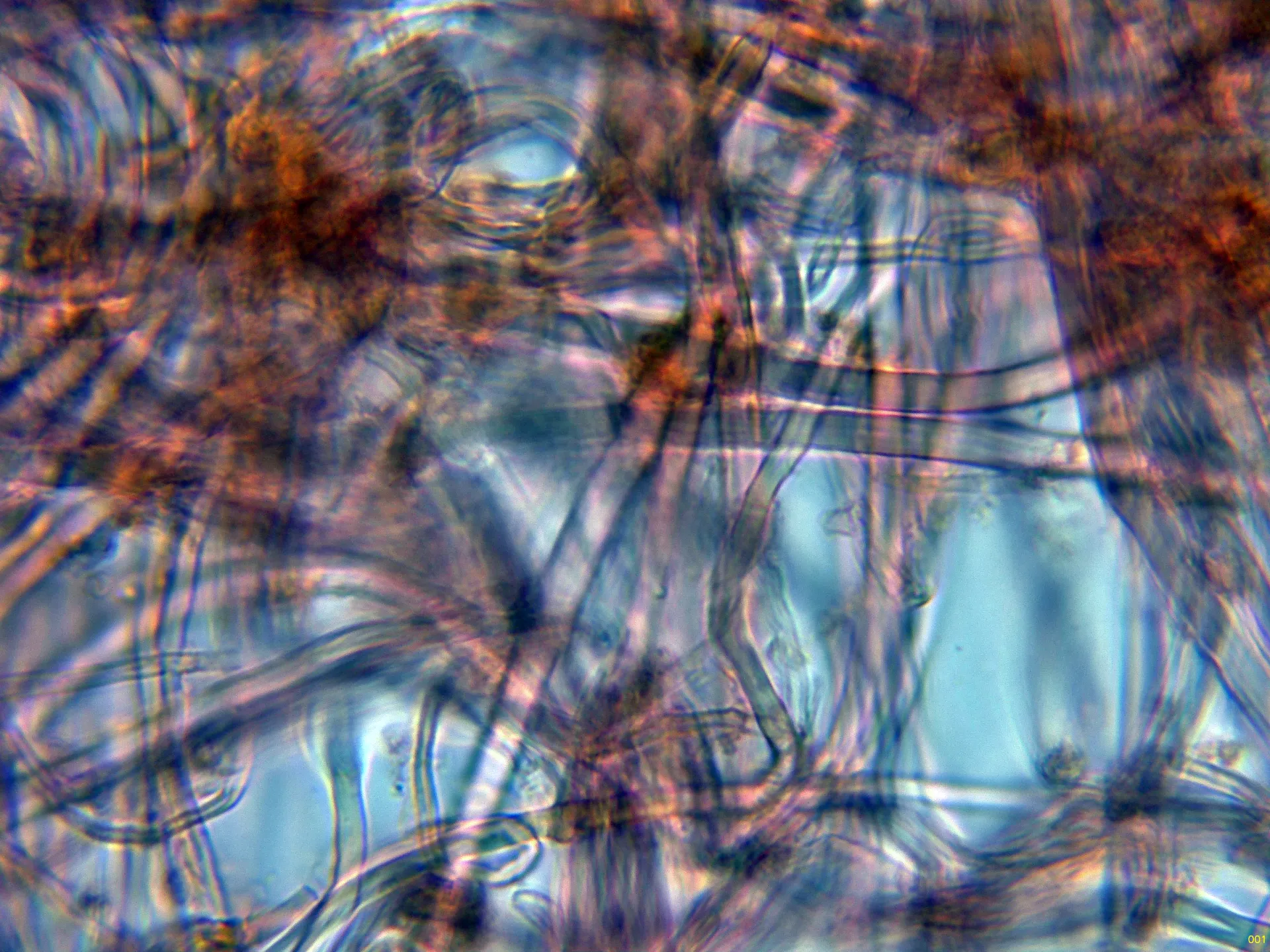 Microscopía de Steccherinum bourdotii - 10 - Hifas contexto-001
